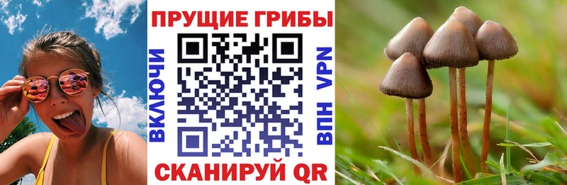 Купить  Каменногорск  Галлюциногенные грибы мухоморы 